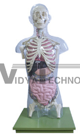 The model of relation between human body surface\lkeleton and viscera Dimension:Height 950(mm)